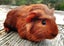 Guinea Pigs, Attractive and Healthy Carousel 3