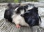 Guinea Pigs, Attractive and Healthy Carousel 5
