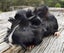Guinea Pigs, Attractive and Healthy Carousel 6