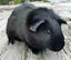 Guinea Pigs, Attractive and Healthy Carousel 7