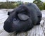 Guinea Pigs, Attractive and Healthy Carousel 8