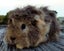 Guinea Pigs, Attractive and Healthy Carousel 9