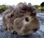 Guinea Pigs, Attractive and Healthy Carousel 10