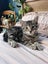 Rescue kitten Lolly Carousel 1