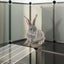 Small Animal Cage Black 142x74x93 Cm Pp and Steel Tabpit Carousel 7