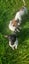 Love four legged best friends Carousel 6