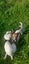 Love four legged best friends Carousel 10