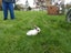 Rabbits Carousel 2