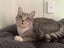 Kitten to Adopt Carousel 1