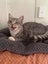 Kitten to Adopt Carousel 2