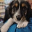 Pound Paws Rescue - Beardie x Springer Spaniel pups Carousel 2
