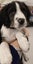 Pound Paws Rescue - Beardie x Springer Spaniel pups Carousel 1