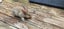 Baby Rabbits Carousel 2