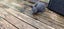 Baby Rabbits Carousel 3