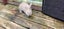Baby Rabbits Carousel 4