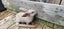 Baby Rabbits Carousel 5