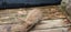 Baby Rabbits Carousel 7
