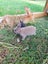Baby Rabbits Carousel 9