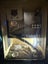 Bearded dragon lizard plus enclosures Carousel 7