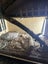 Bearded dragon lizard plus enclosures Carousel 8