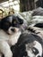 Shih tzu puppy Carousel 2