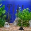 Aquascape Tools Kits, 4 in 1 Anti-Rust Stainless Steel Aquatic Plant Tool Black Carousel 3