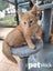 LONELY MIAOW KITTEN - EDGAR Carousel 1