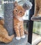 LONELY MIAOW KITTEN - MUFFIN Carousel 1