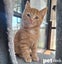 LONELY MIAOW KITTEN - ODIE Carousel 1