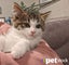 LONELY MIAOW KITTEN - PIGLET Carousel 1