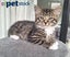 LONELY MIAOW KITTEN - FRED Carousel 1
