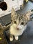 Sweet desexed kittens available Carousel 1