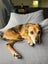 14 year old dog needs help! Carousel 1