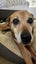 14 year old dog needs help! Carousel 3