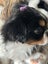 Shih tzu puppy Carousel 5