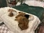 Shih tzu puppy Carousel 7
