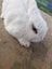 Minilop bunnies Carousel 2