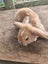 Minilop bunnies Carousel 3