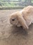Minilop bunnies Carousel 4