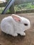 Minilop bunnies Carousel 5
