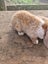 Minilop bunnies Carousel 6