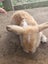 Minilop bunnies Carousel 7