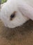 Minilop bunnies Carousel 9