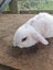 Minilop bunnies Carousel 10
