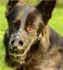Leather Dog Muzzle Carousel 7