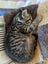 Lovely Cuddly Kittens, Tabby colours Carousel 3
