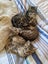 Lovely Cuddly Kittens, Tabby colours Carousel 4