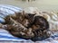 Lovely Cuddly Kittens, Tabby colours Carousel 1