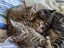 Lovely Cuddly Kittens, Tabby colours Carousel 5