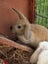 Mini Lop Rabbit Carousel 6